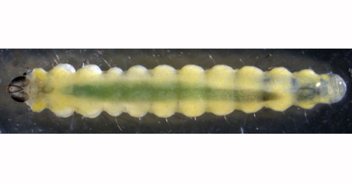 Phyllonorycter stettinensis larva,  dorsal