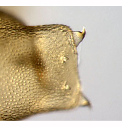Phyllonorycter strigulatella pupa,  cremaster,  dorsal