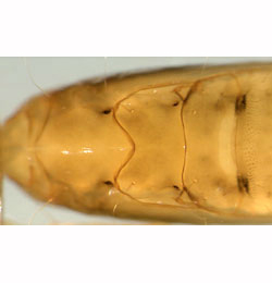Phyllonorycter strigulatella pupa,  dorsal