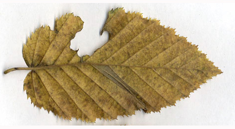 Mine of Phyllonorycter tenerella on Carpinus betulus