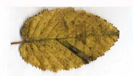 Mine of Phyllonorycter tenerella on Carpinus betulus