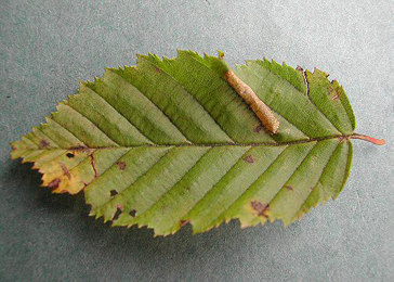 Mine of Phyllonorycter tenerella on Carpinus betulus