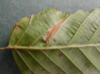 Mine of Phyllonorycter tenerella on Carpinus betulus