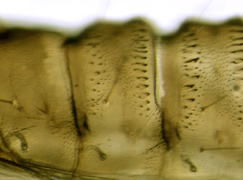 Phyllonorycter tenerella pupa,  abdomen