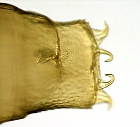 Phyllonorycter tenerella pupa,  cremaster,  dorsal