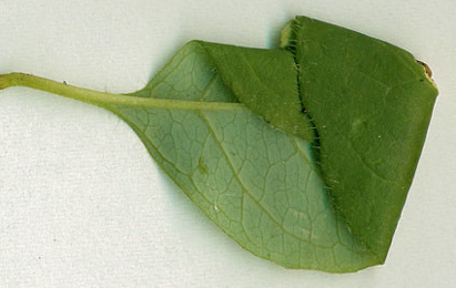 Mine of Phyllonorycter trifasciella on Betula pendula