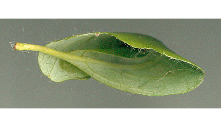 Mine of Phyllonorycter trifasciella on Betula pendula