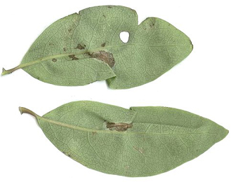 Mine of Phyllonorycter trifasciella on Betula pendula