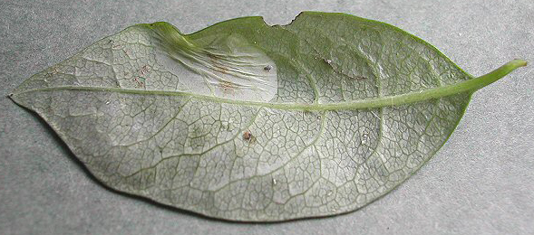 Mine of Phyllonorycter trifasciella on Betula pendula