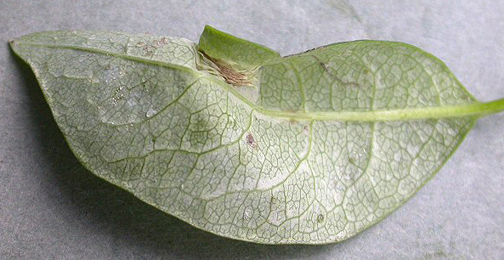 Mine of Phyllonorycter trifasciella on Betula