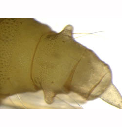 Phyllonorycter trifasciella pupa,  abdomen