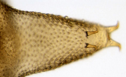Phyllonorycter trifasciella pupa,  cremaster
