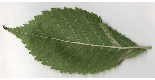 Mine of Phyllonorycter tristrigella on Ulmus laevis