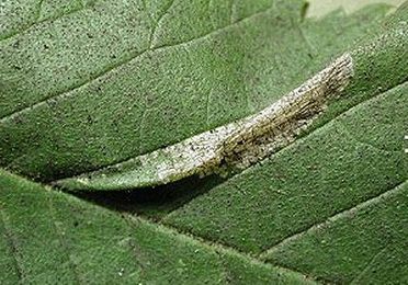 Mine of Phyllonorycter tristrigella on Ulmus