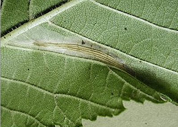 Mine of Phyllonorycter tristrigella on Ulmus