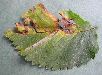 Mine of Phyllonorycter tristrigella on Ulmus