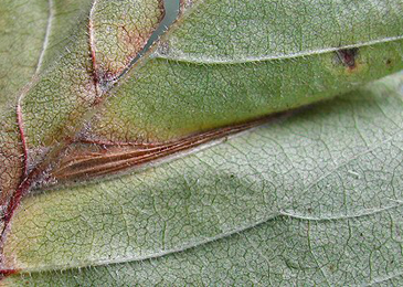 Mine of Phyllonorycter tristrigella on Ulmus