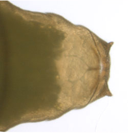 Phyllonorycter tristrigella pupa,  dorsal