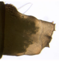 Phyllonorycter tristrigella pupa,  lateral