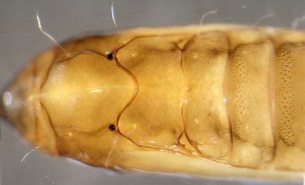 Phyllonorycter tristrigella pupa,  dorsal