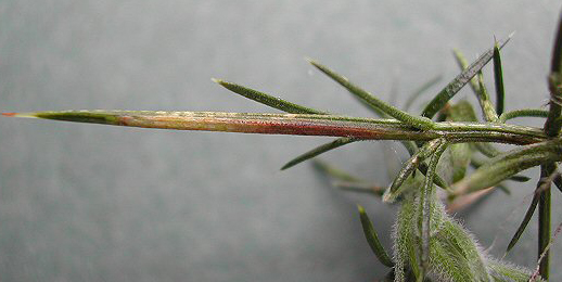 Mine of Phyllonorycter ulicicolella on Ulex europaeus