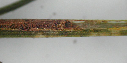 Mine of Phyllonorycter ulicicolella on Ulex europaeus