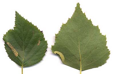 Mines of Phyllonorycter ulmifoliella on Betula pubescens