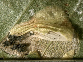 Mine of Phyllonorycter ulmifoliella on Betula pendula