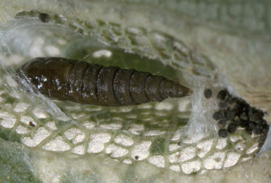 Mine of Phyllonorycter ulmifoliella on Betula pendula