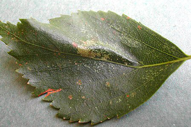 Mines of Phyllonorycter ulmifoliella on Betula 