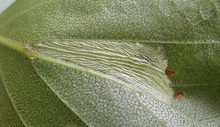 Mine of Phyllonorycter ulmifoliella on Betula