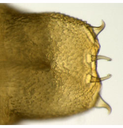 Phyllonorycter ulmifoliella pupa,  cremaster,  dorsal