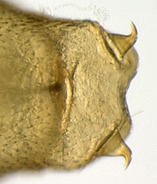 Phyllonorycter viminetorum pupa,  cremaster,  dorsal
