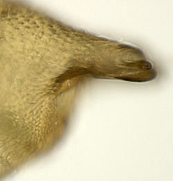 Phyllonorycter viminetorum pupa,  cremaster,  lateral