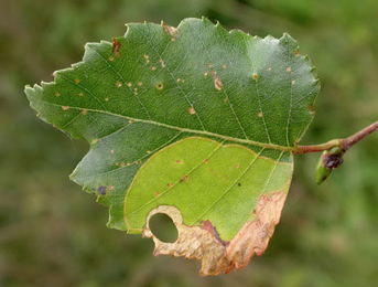 Mine of Phylloporia bistrigella on Betula pubescens