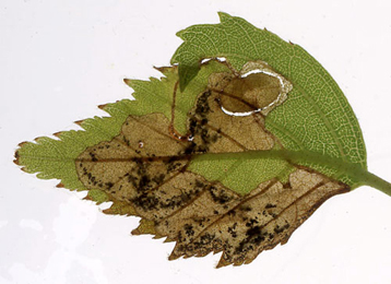 Mine of Phylloporia bistrigella on Betula pubescens