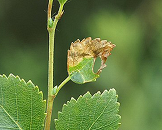 Mine of Phylloporia bistrigella on Betula