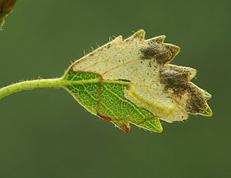 Mine of Phylloporia bistrigella on Betula