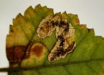 Mine of Phylloporia bistrigella on Betula