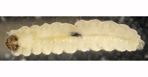 Phylloporia bistrigella larva,  dorsal