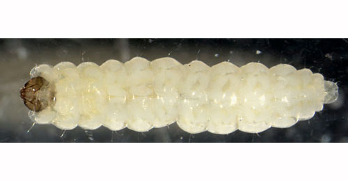 Phylloporia bistrigella larva,  ventral