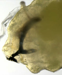 Phytoliriomyza hilarella larva,  lateral