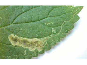 Mine of Phytoliriomyza melampyga on Impatiens