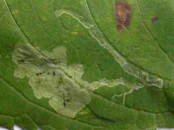 Mine of Phytoliriomyza melampyga on Impatiens