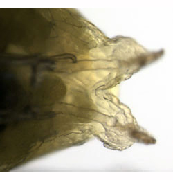 Phytoliriomyza melampyga larva,  dorsal