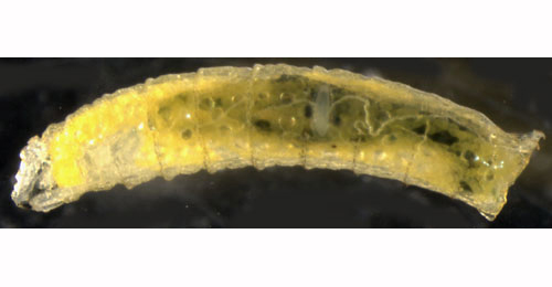 Phytoliriomyza melampyga larva,  lateral