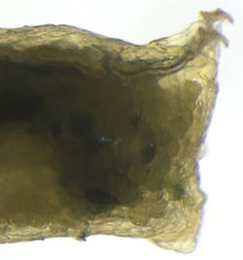 Phytoliriomyza melampyga larva,  lateral