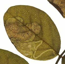 Mine of Phytoliriomyza variegata on Astragalus glycyphyllos