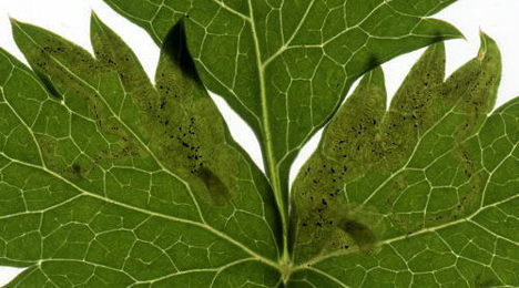 Mine of Phytomyza adjuncta on Pimpinella saxifraga