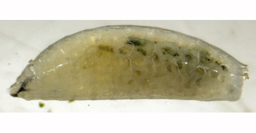 Phytomyza adjuncta larva,  lateral